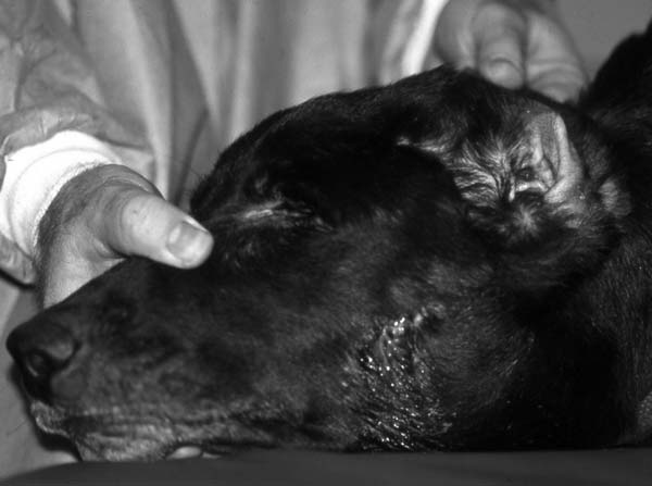 Labrador retriever with end-stage otitis externa and break-out abscessation with the draining fistulae