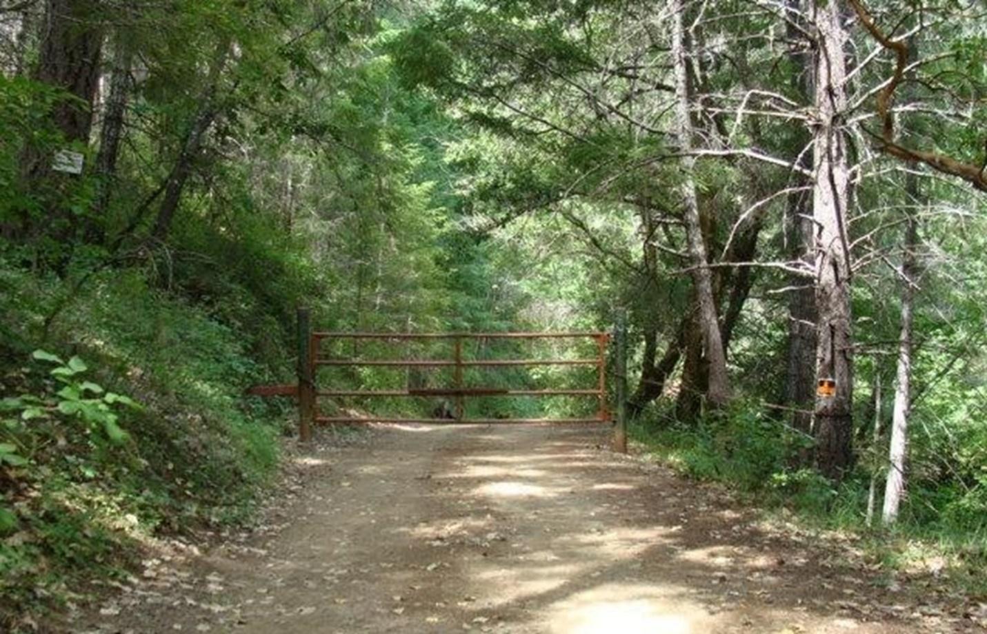 A tree on a dirt path in a forestDescription automatically generated