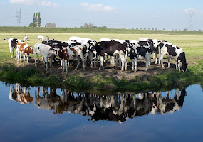 Water, Weiland en koeien, dat is Waterland !!