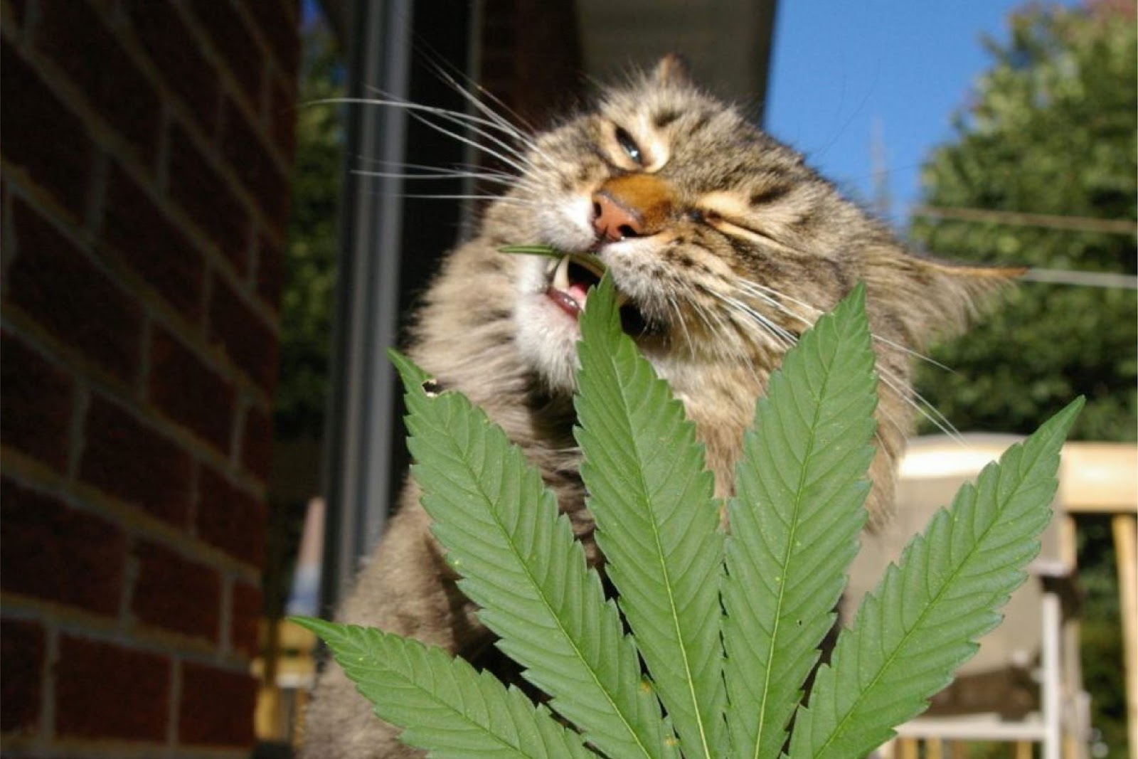 cbd oil for cats