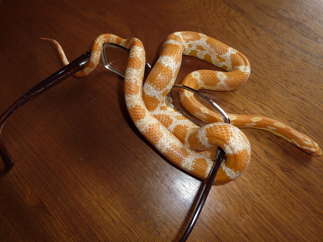 Corn snake morph on glasses