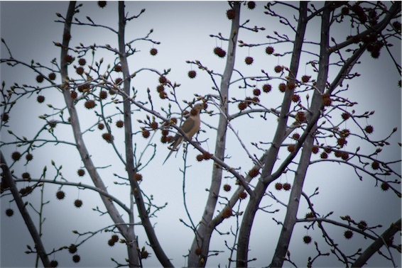 Mourning Dove.jpg