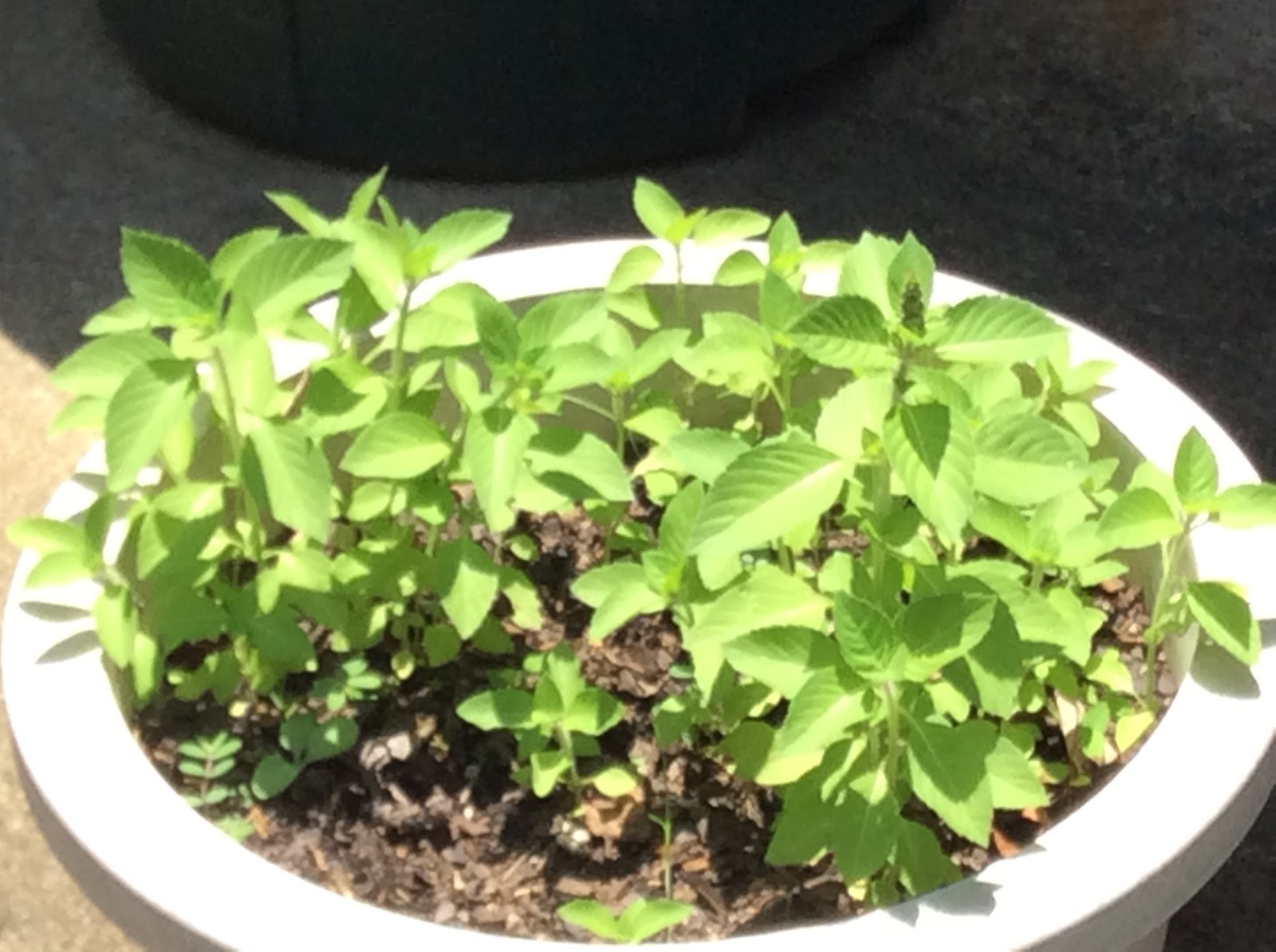 Small plants growing in pots.