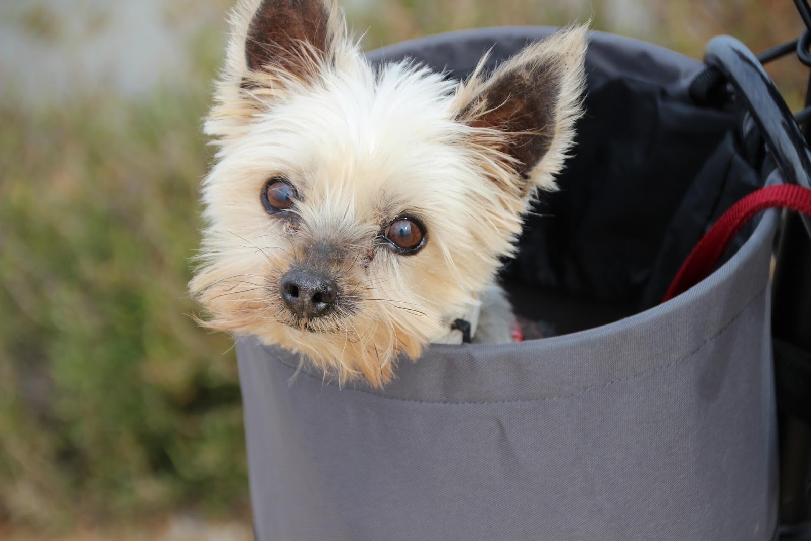 Are Yorkies Hunting Dogs?