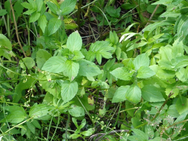mint edge 03.jpg