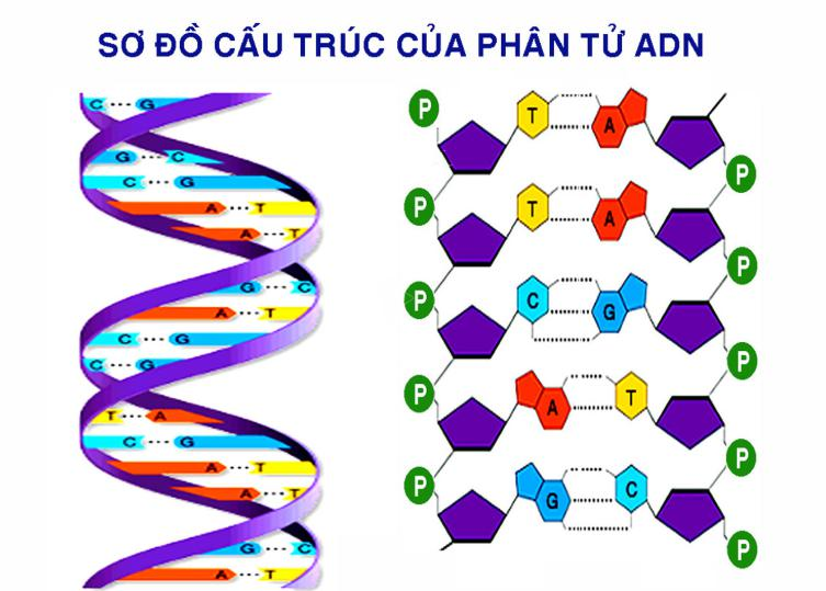 sơ đồ cấu trúc phân tử ADN - cấu trúc nguyên tử