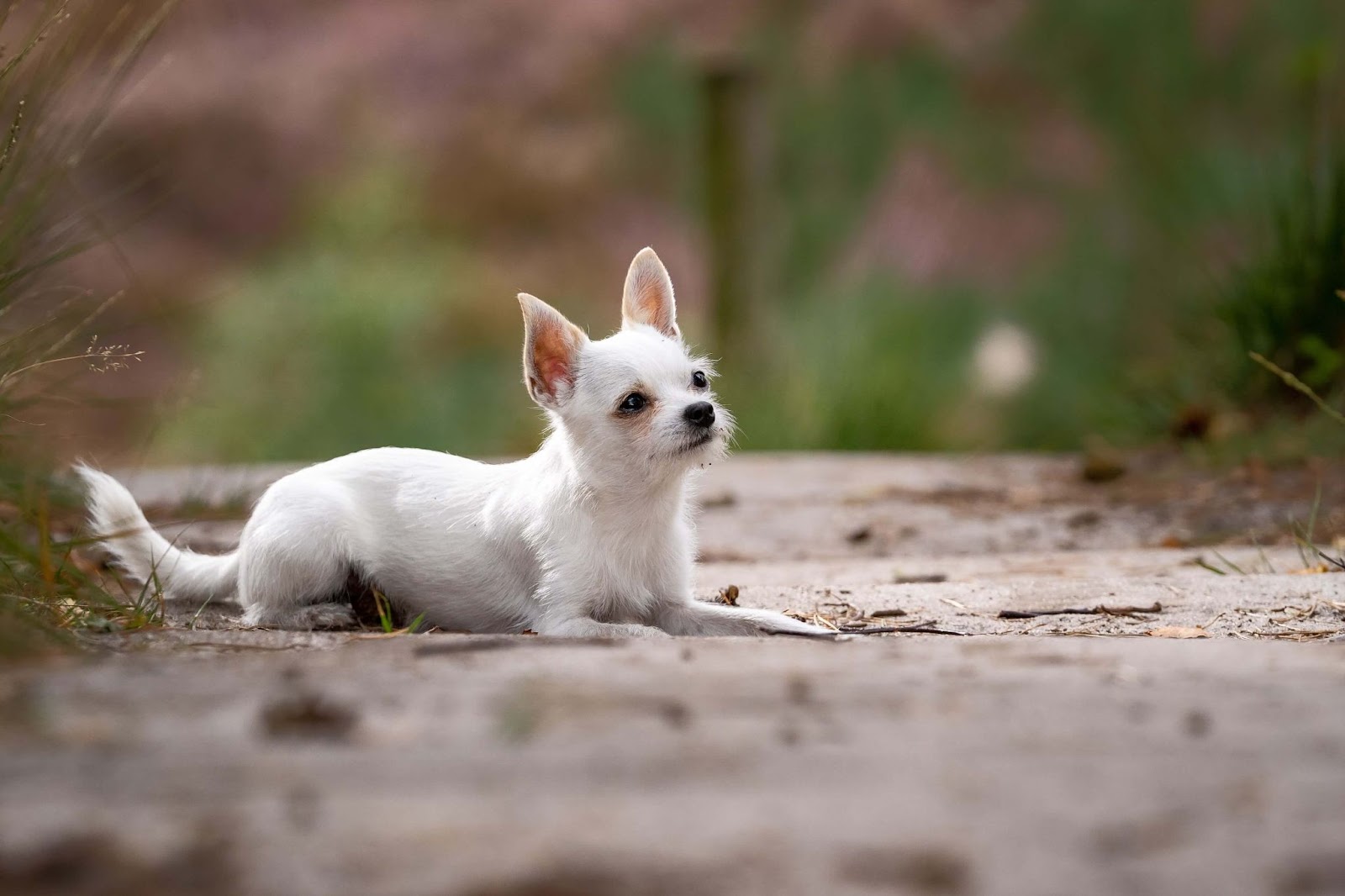 Can Chihuahuas Eat Raw Meat?