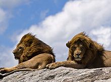 https://upload.wikimedia.org/wikipedia/commons/thumb/7/7a/Lions_on_rock-2.jpg/220px-Lions_on_rock-2.jpg
