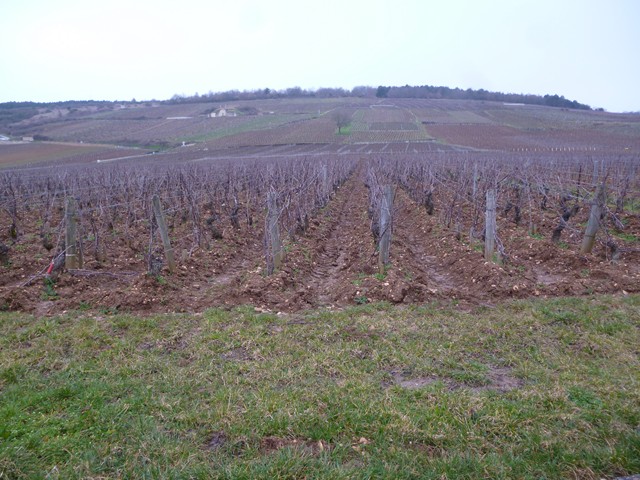 romanee_conti_fev2014 [640x480].jpg