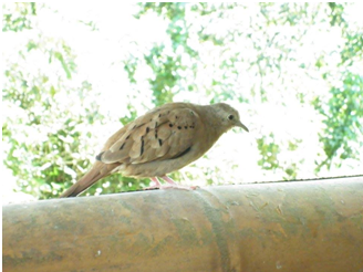 TORTOLA COMUN.png