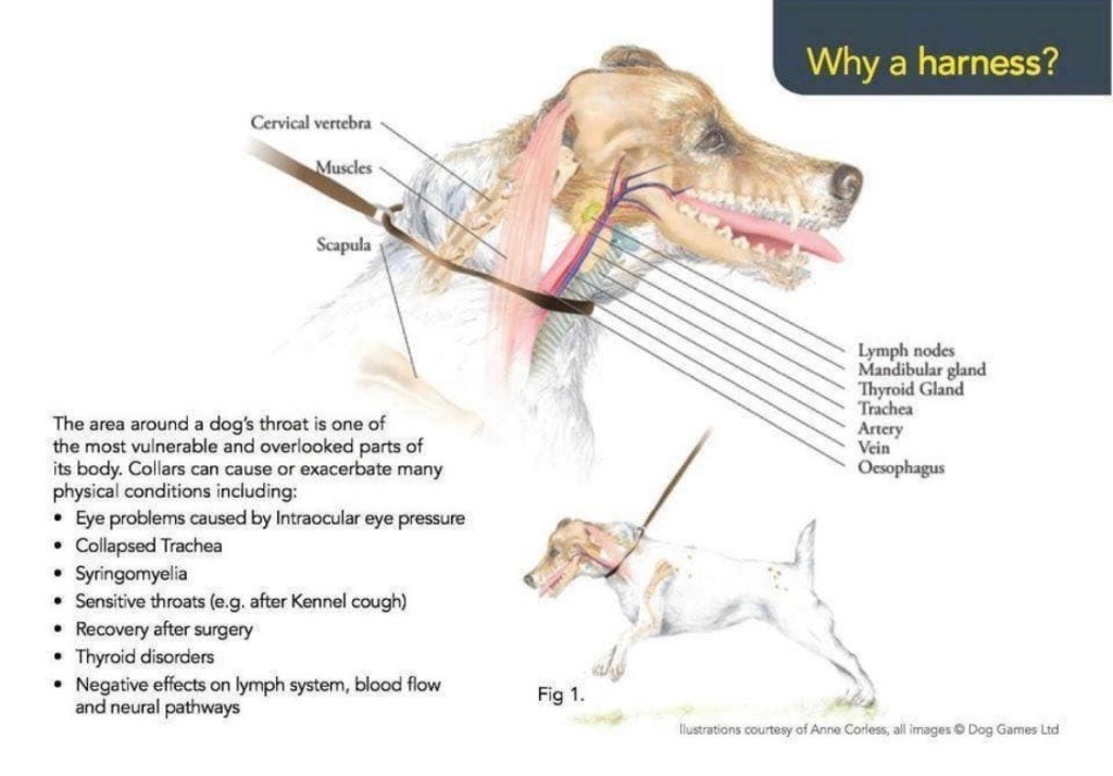 Illustration of a dog wearing collar
