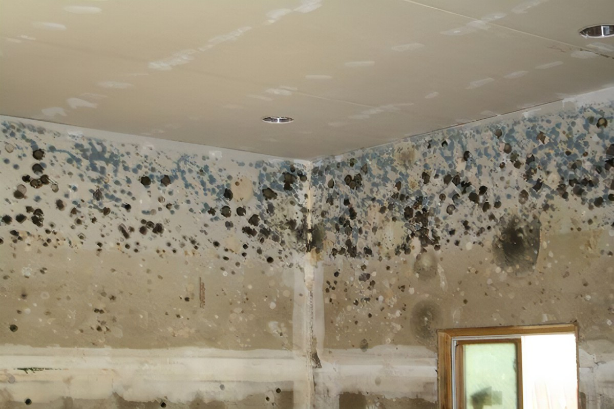Mold in your basement can be anywhere from the ceiling to floor. Figuring out what's causing it is most important.