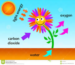 Photosynthesis color.jpg