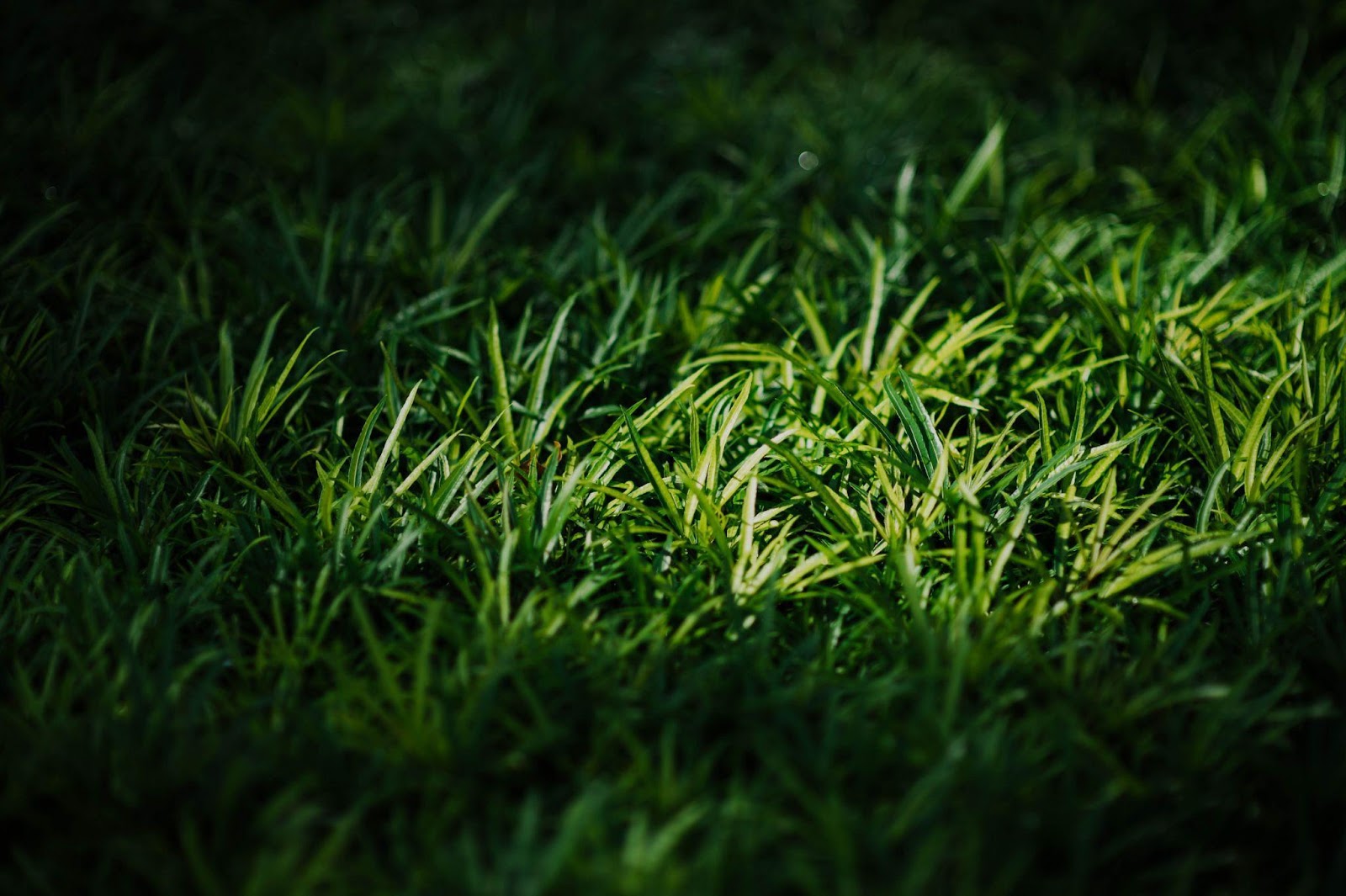 A close up of some grass

Description automatically generated with medium confidence