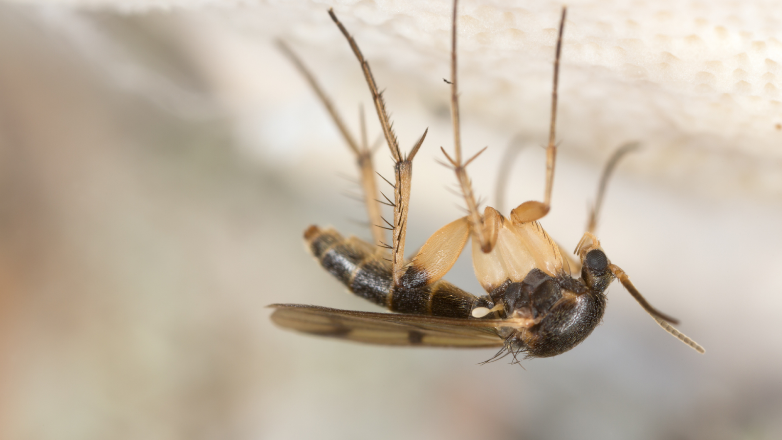 How To Control Fungus Gnats And Damping Off Organically