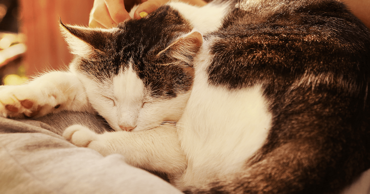 Cat sleeping peacefully on a person's lap 