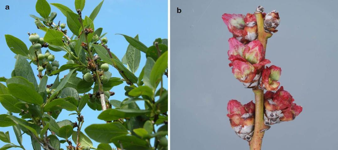 Figure 2. Rossetted and desiccated blueberry buds caused by feeding of blueberry bud mite, Acalitus vaccinii (Keifer).