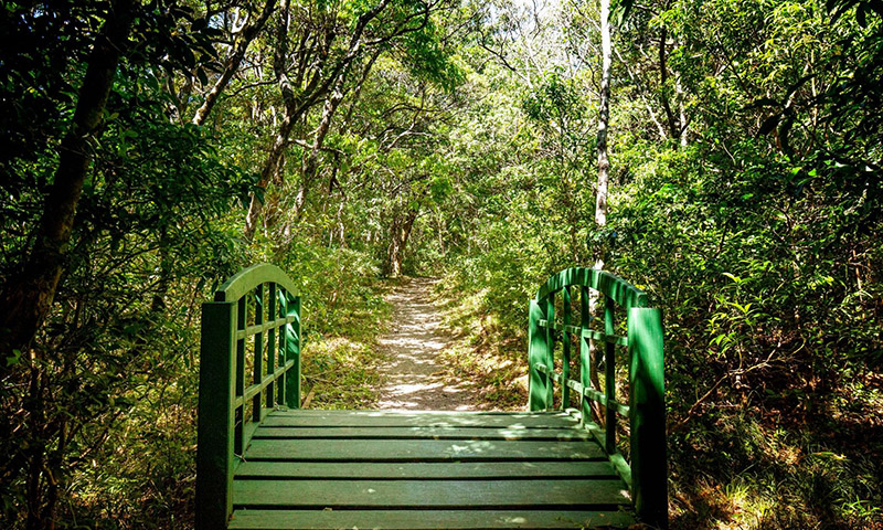 Children’s Eternal Rainforest Reserve