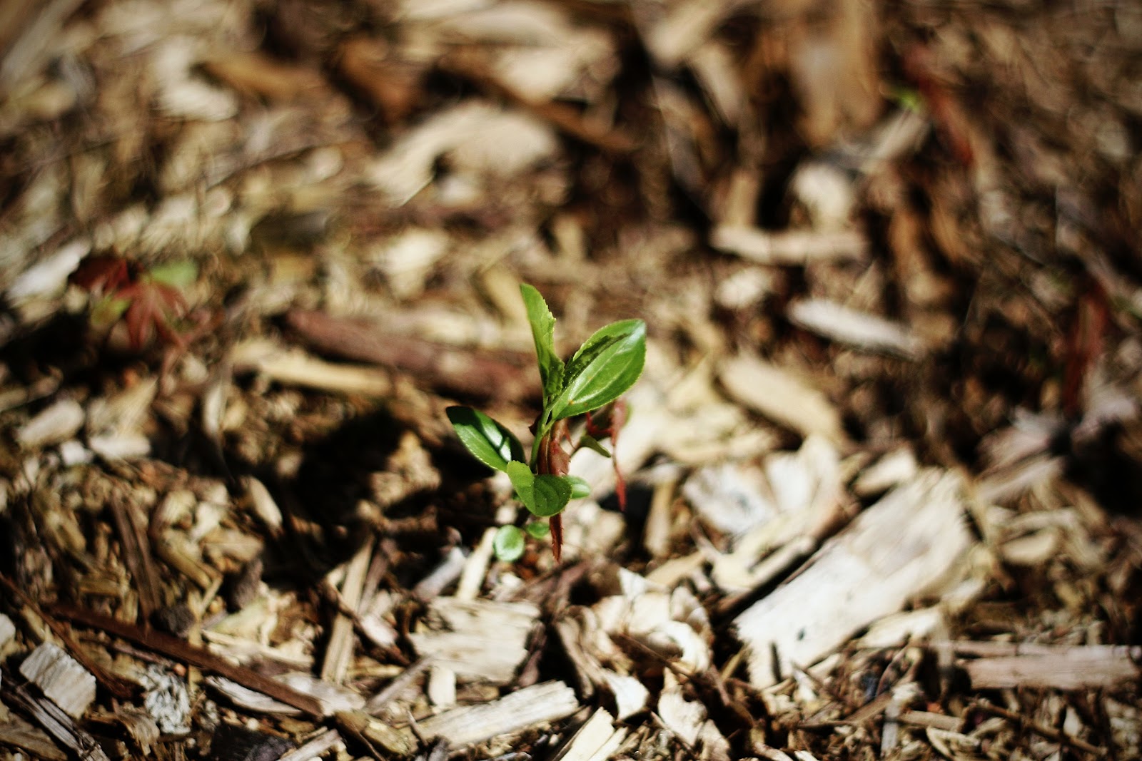 Seedling poking through mulch