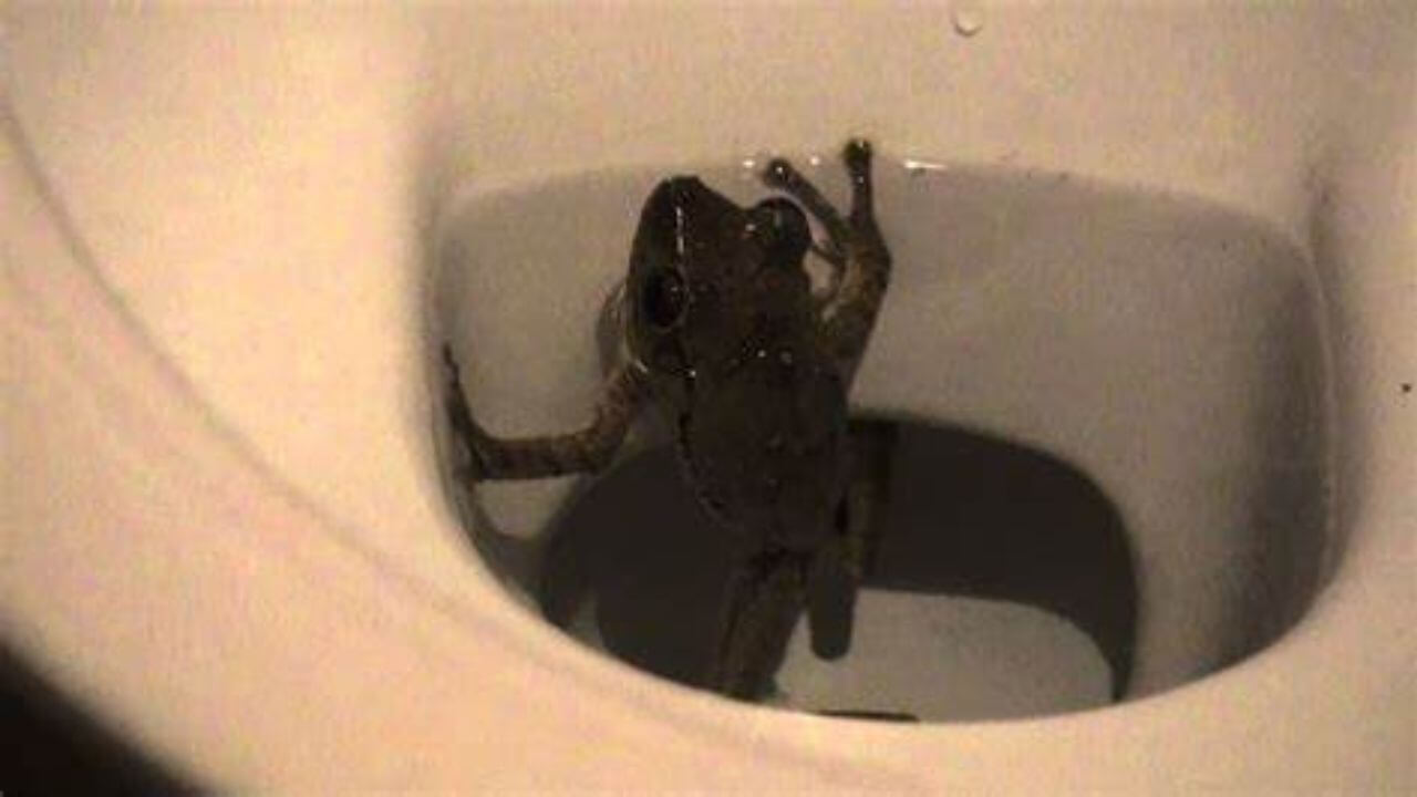 The Consequences Of Flushing A Frog Down The Toilet