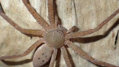 The dotted pattern on the spider.
