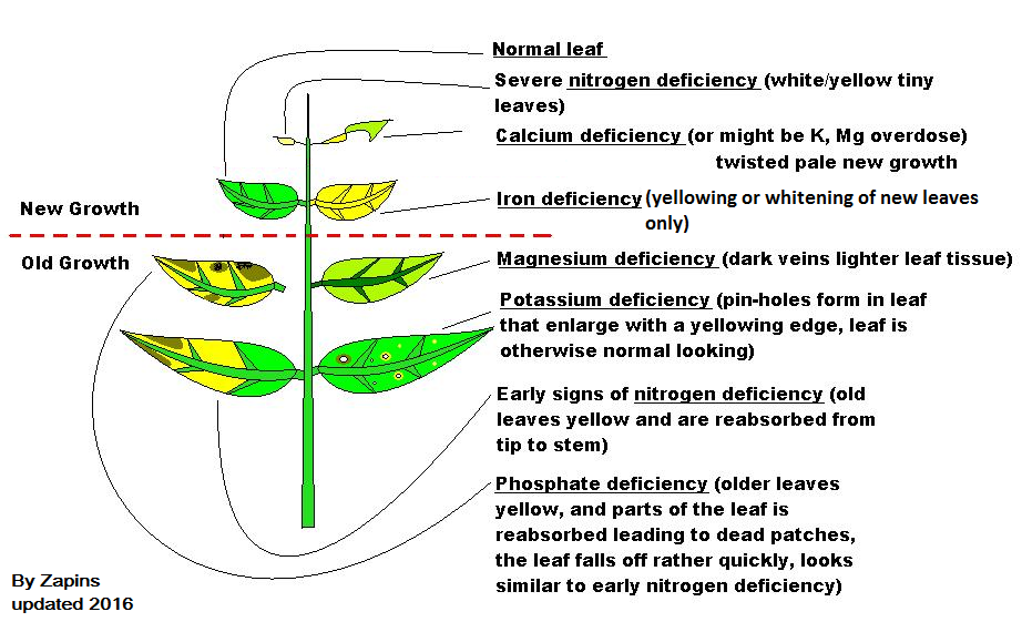 Aquarium plant deficiencies infographic