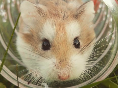 Tipos de hamsters