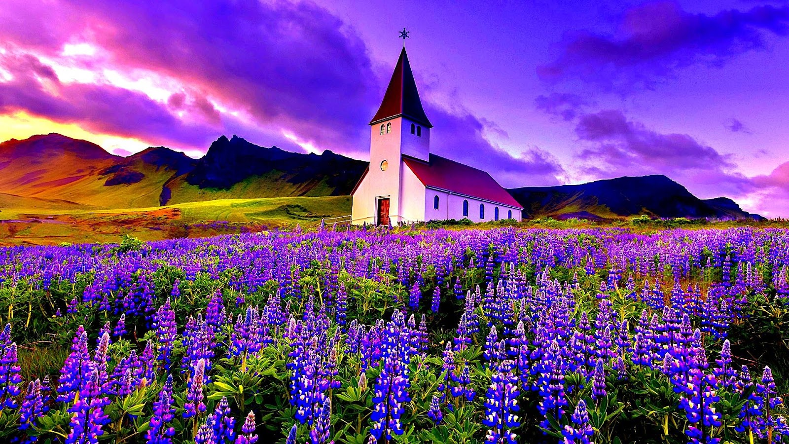 30+ Hình ảnh cánh đồng hoa tuyệt đẹp nhất thế giới Full HD