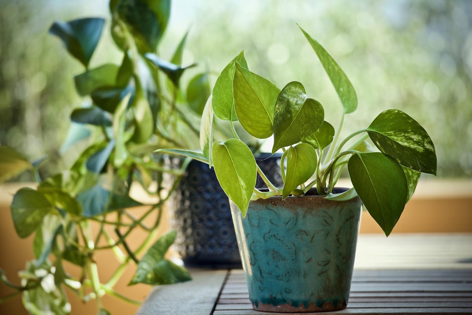 Two potted pothos plants