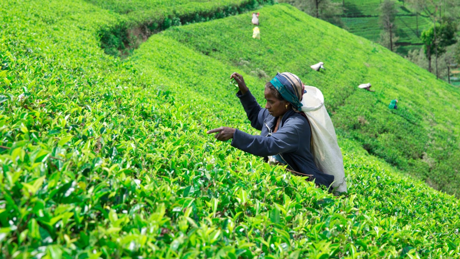 Sustainable Tea Farming Practices