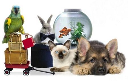 Зоотовары.com” – интернет магазин в Киеве | Уход за кошками и уход за собаками