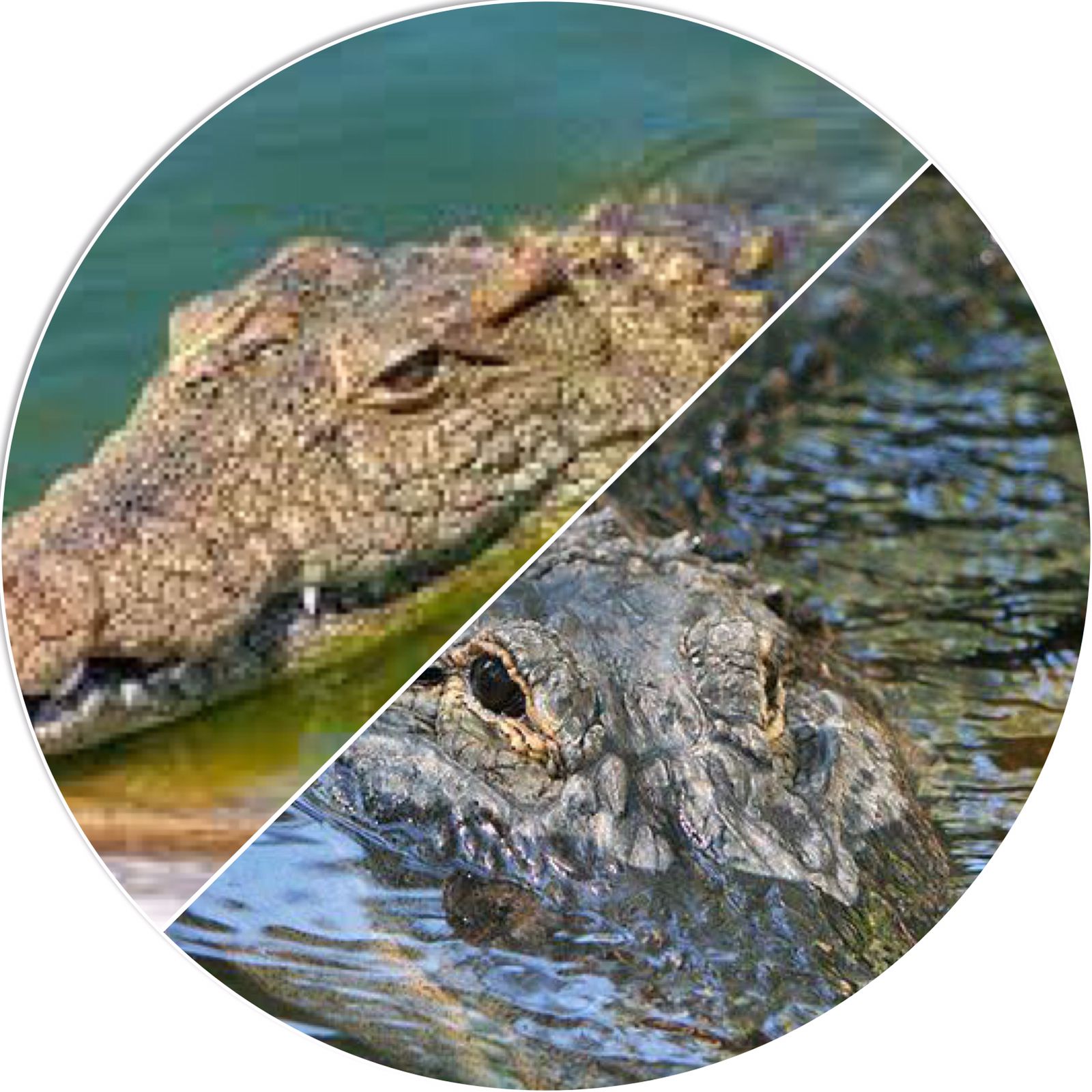 Behaviors of crocodile and alligators