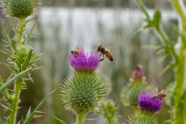 Wild thistle flowers with bees collecting nectar on them