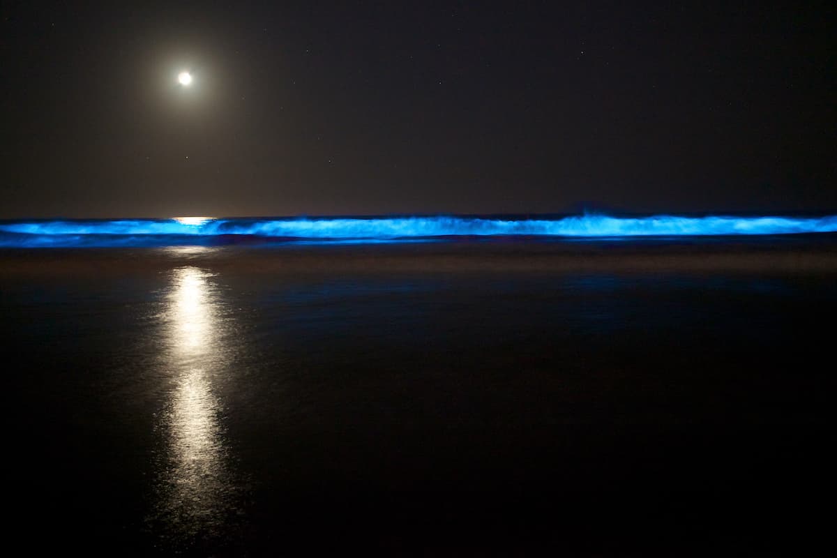 Bioluminescent Waves in Destin