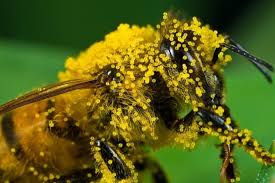 Image result for pollen on bees