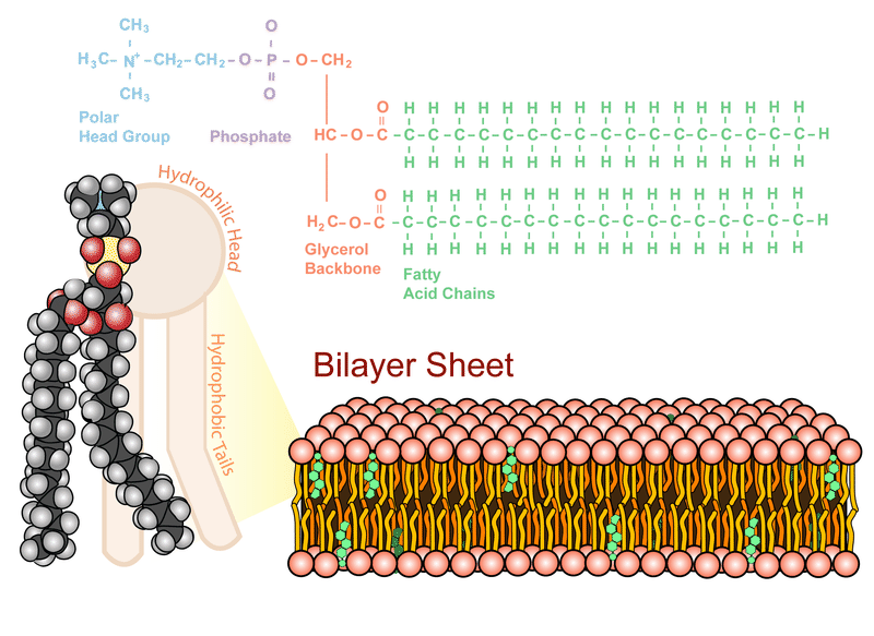 a phospholipid shown with a space-filling diagram and with a structural formula. A lipid bilayer from a cell is also shown