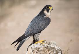 Description: Falco peregrinus.jpg