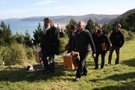 Image result for takahe breeding programme