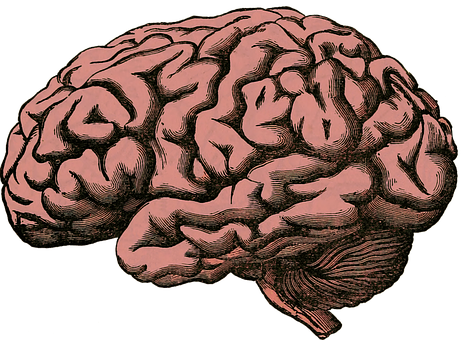 Vs brain brain reptilian mammalian 