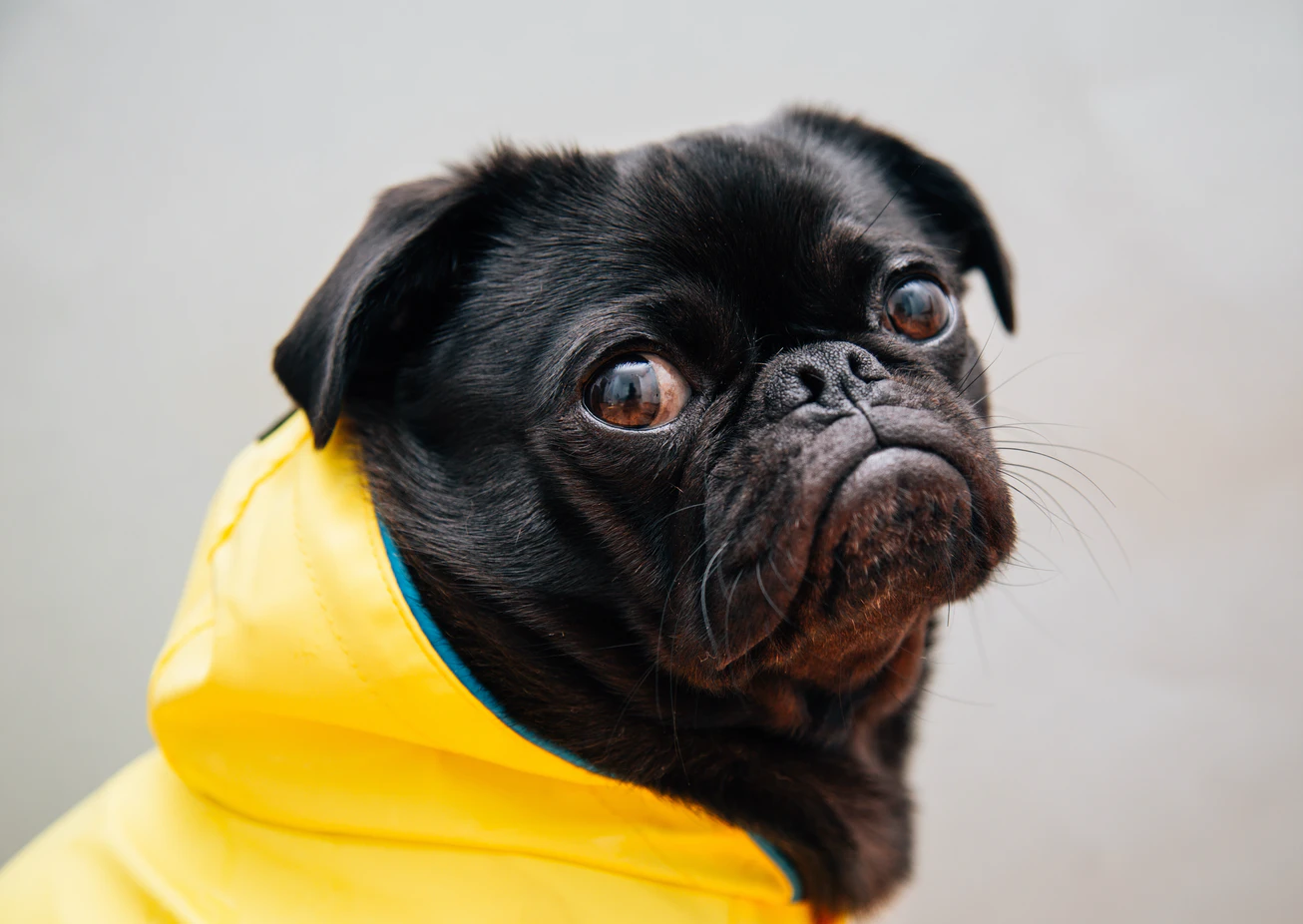 雨天外出遛狗可幫狗狗穿全包覆式雨衣