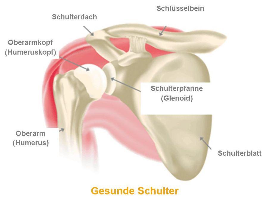 Das Schultergelenk Eine Ubung Fur Zu Hause Praventionssportgruppen Tubingen E V