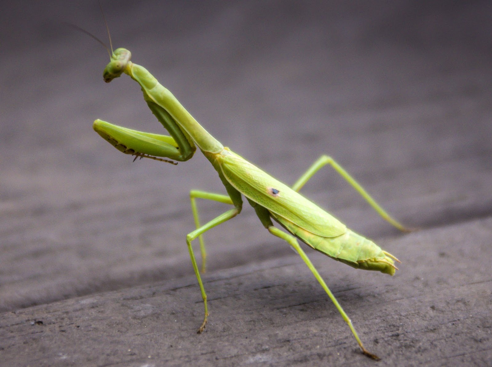 Praying Mantis