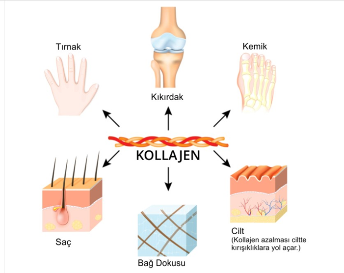 Kolajen Nedir? - Cosvia Collagen - Hidrolize Kolajen Peptid, Hyaluronik  Asit, CoQ-10, Vitamin C, Spirulina