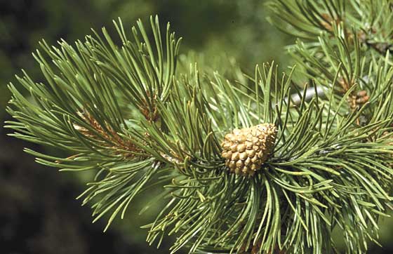 Ponderosa pine needles and cone