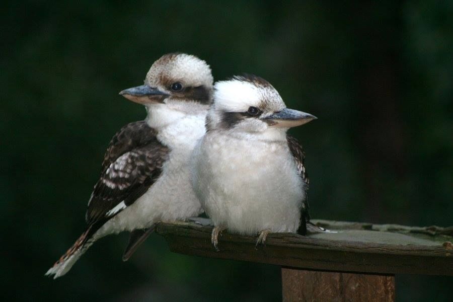 male and female kookaburras on a pillar