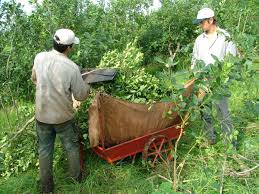 yerba mate 7.jpg