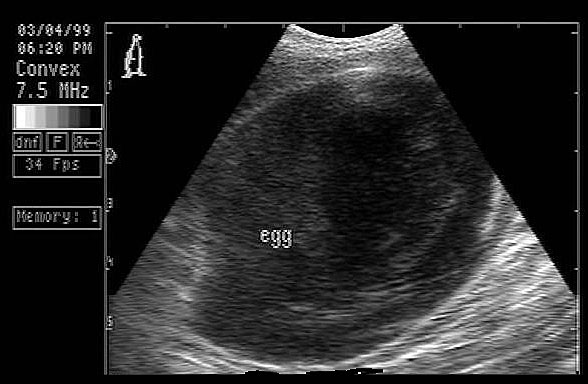 Coelomic ultrasound of the same cockatiel