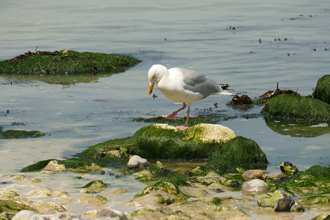 Птица водоросли. Чайки на Байкале. Гнездование чаек на Байкале. Птица водоплавающая в Сочи на море. Водоплавающие птицы едят водоросли.
