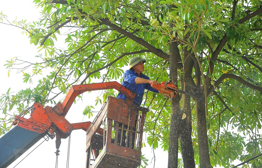 Tỉa bớt cành cây quanh nhà khi có bão