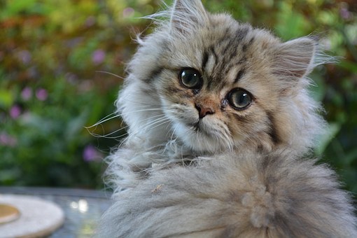 Persian Cats Personality and Behaviour